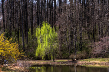 Early Signs of Spring