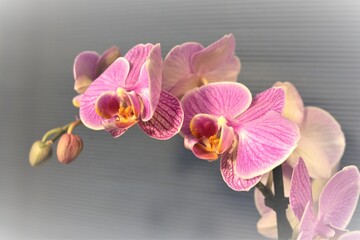 Blooming branch of orchid on blurred background