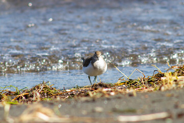 The small sandpiper (curlew or snipe) living on the shores,in The Santo Celso wood , located on the shore of the lake in the municipality of Bracciano,Bracciano Lake , Italy.Wildlife and wildness