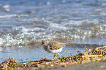 The small sandpiper (curlew or snipe) living on the shores,in The Santo Celso wood , located on the shore of the lake in the municipality of Bracciano,Bracciano Lake , Italy.Wildlife and wildness