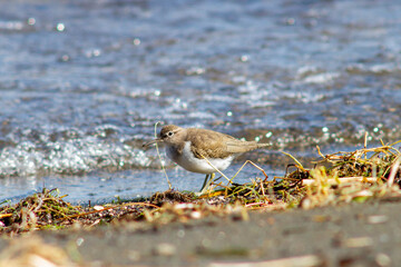 The small sandpiper (curlew or snipe) living on the shores,in The Santo Celso wood , located on the shore of the lake in the municipality of Bracciano,Bracciano Lake , Italy.Wildlife and wildness