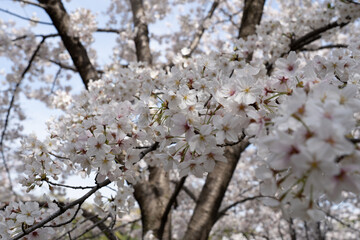 桜満開