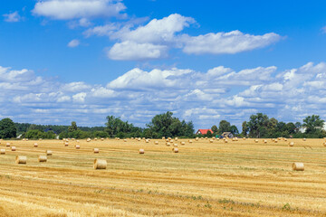 Fototapeta premium The combine harvests ripe wheat in the grain field.