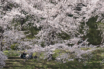 花見