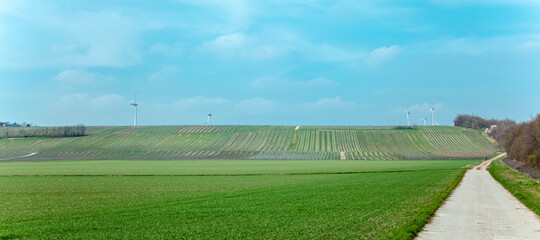Obraz premium Wind turbines in green Landscape panorama agriculture field wheat, Rows of grapes bunches in vineyard, on a hill 