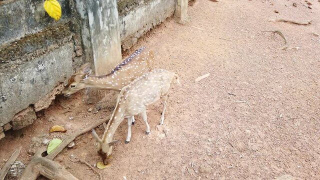 The two deer play happily and eat