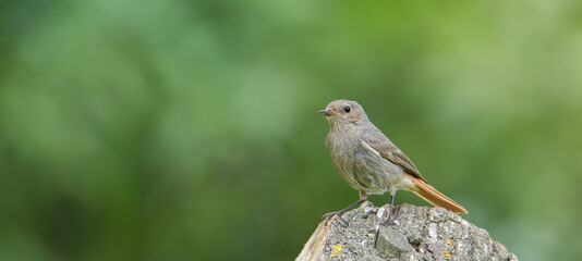 young Phoenicurus ochruros