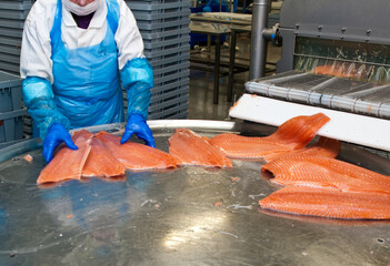 Salmon fish factory processing line detail