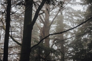 Mysterious forest in the Carpathian mountains