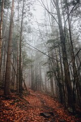 Obraz premium Mysterious forest in the Carpathian mountains