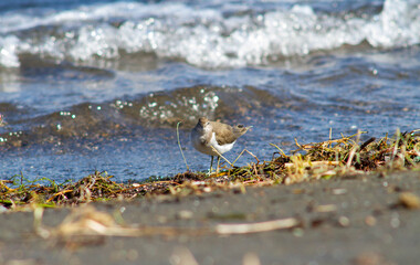 The small sandpiper (curlew or snipe) living on the shores,in The Santo Celso wood , located on the shore of the lake in the municipality of Bracciano,Bracciano Lake , Italy.Wildlife and wildness