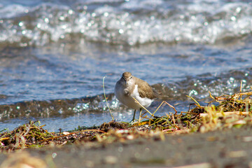 The small sandpiper (curlew or snipe) living on the shores,in The Santo Celso wood , located on the...
