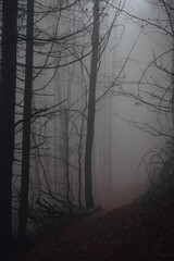 Obraz premium Mysterious forest in the Carpathian mountains