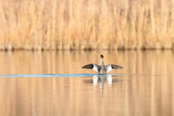 Like a angel on the water. A goosander.