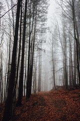 Obraz premium Mysterious forest in the Carpathian mountains