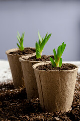 Succulent seedling. Just planted succulents on the white table. Transplanting home.