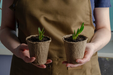 Woman hold just planted succulents. Transplanting home.