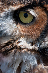 Great Horned Owl close up of eyes