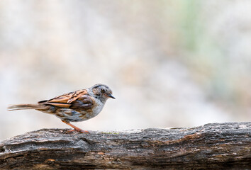 A beautiful dunnock in my garden.