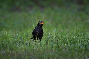 Turdus merula