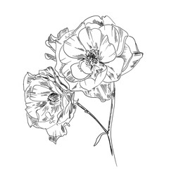 Beautiful peonies. Hand drawn detailed blossom flowers and leaves. Black and white vector illustration.