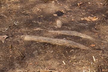 Big roots on the surface of a dirt footpath