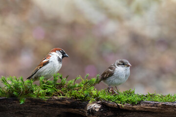 A proud (sparrow) father with his daughter.