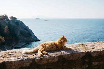 Cat resting in the sun