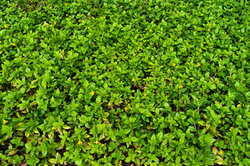 Obraz premium Bed of greenery, bed of green leaves, bed of flowers, green plants background, background of grass, green background yellow flowers, Leafy background. Background of leaves.