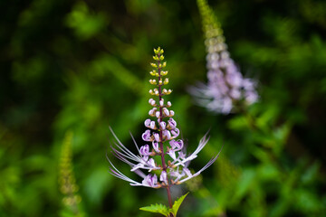 Exotic flower, butterfly flower, Purple flower, blooming flower, Pyramid shaped flower, twin flower, bokeh flower, purple flower with green background.