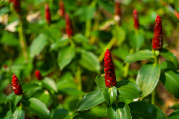 Red hot chili pepper, Red plant, Red corn, Red stick flower with green leaves, Un-bloomed flower, Malaysia.