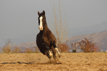horse in the desert, Akhal-Teke thoroughbred horse gallops against mountains