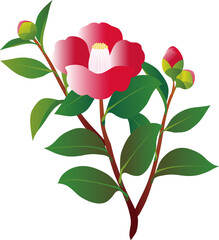 椿　つばき　ツバキ　花　冬　イラスト素材