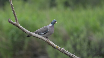 Columba palumbus