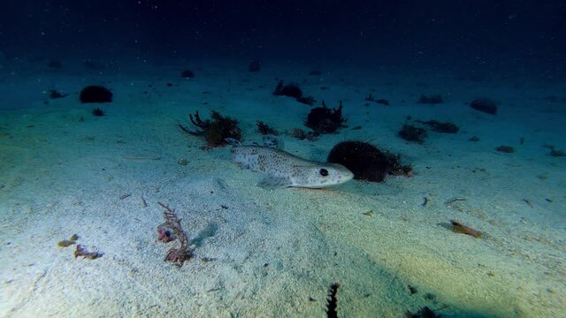 Little Mediterranean Sea dogfish shark (Pintarroja) Deep scuba diving in Majorca Spain