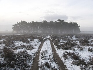 Fototapeta premium Snow on field of heather in the Netherlands at the westerheide in Hilversum, het Gooi, Noord-Holland, Netherlands, stock photography