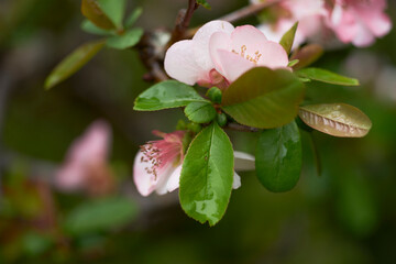 Fototapeta premium ぼけの花
