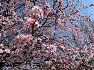 Sakure trees blooming