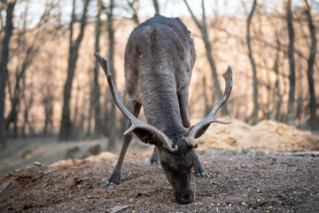 beautiful deer eating in a forest