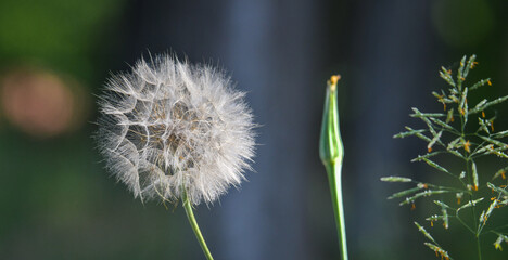 Fototapeta premium the beauty of the weed