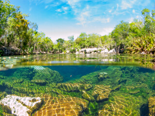 Fototapeta na wymiar Half underwater shot in a cenote (Cenote Ponderosa, Playa del Carmen, Quintana Roo, Mexico)