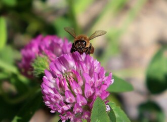 Macro honeybee pollinating purple blooming Clover flower. Apis Mellifera bee on trefoil blossom. Pollen baskets full, front view.Closeup, detail, bokeh blur background, copy space.Soft selective focus