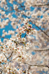 Close-up of Japanese natural pink cherry blossom on pure bokeh blurry background. vintage colorful nature background