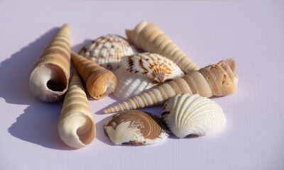 sunlit leaf shadow overlay on some kind of sea shells