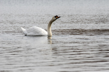 swan drinking water