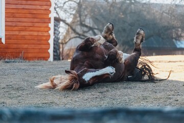 Carpathian mountains, winter, snow-capped peaks, viaduct, horse