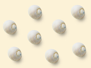 Empty sink of sea mollusk. Carbonate shell.