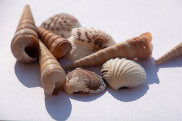 different seashells on white background theme for the summer