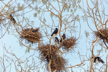 Corvus frugilegus. Rook colony with their nests in poplar groves. Province of León, Spain.