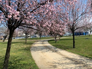 Sakure trees blooming